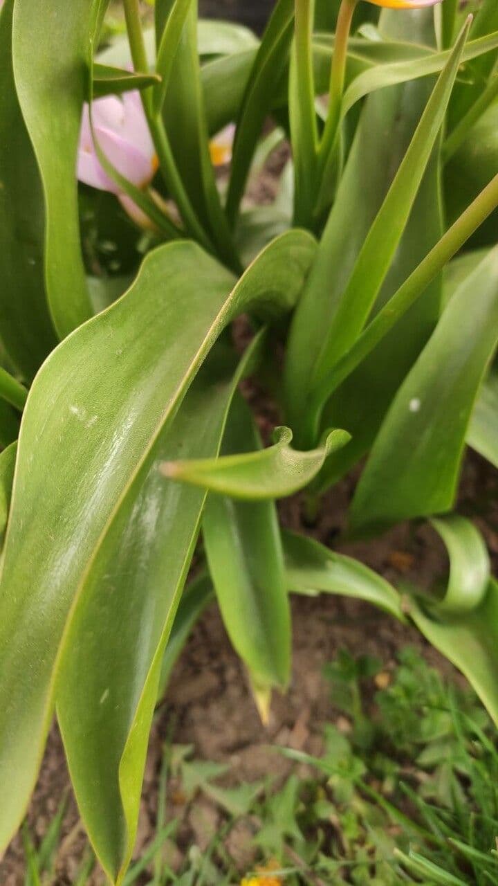 Tulipano 9