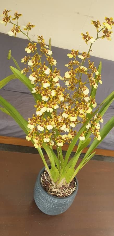 Wydler's dancing-lady orchid 27