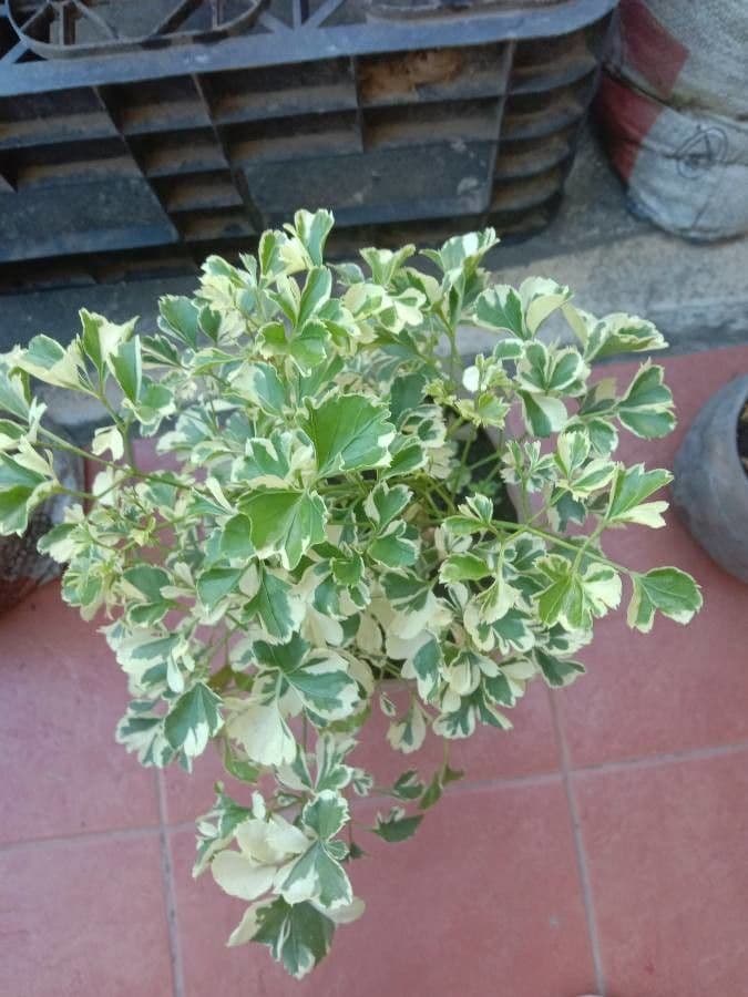 Polyscias guilfoylei 10
