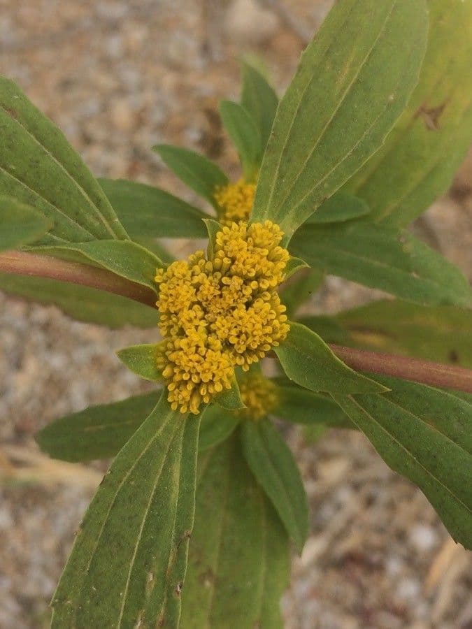 Flaveria bidentata 2