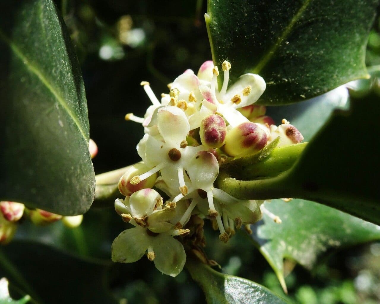Acebo 8
