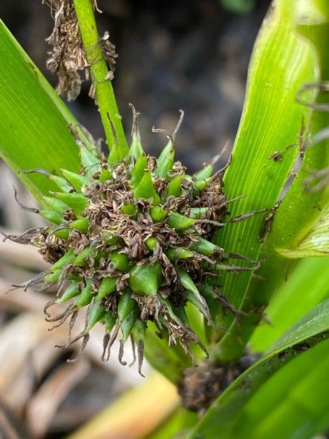Platanaria 5