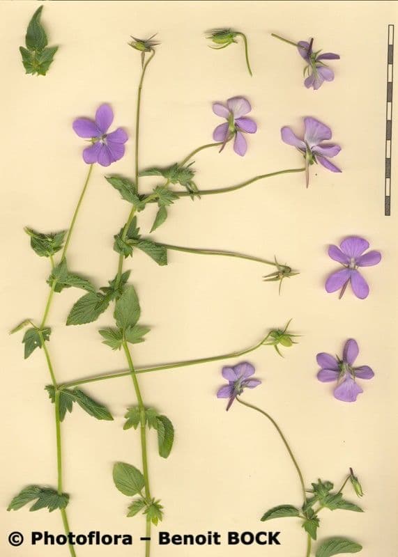 Bedding pansy 23
