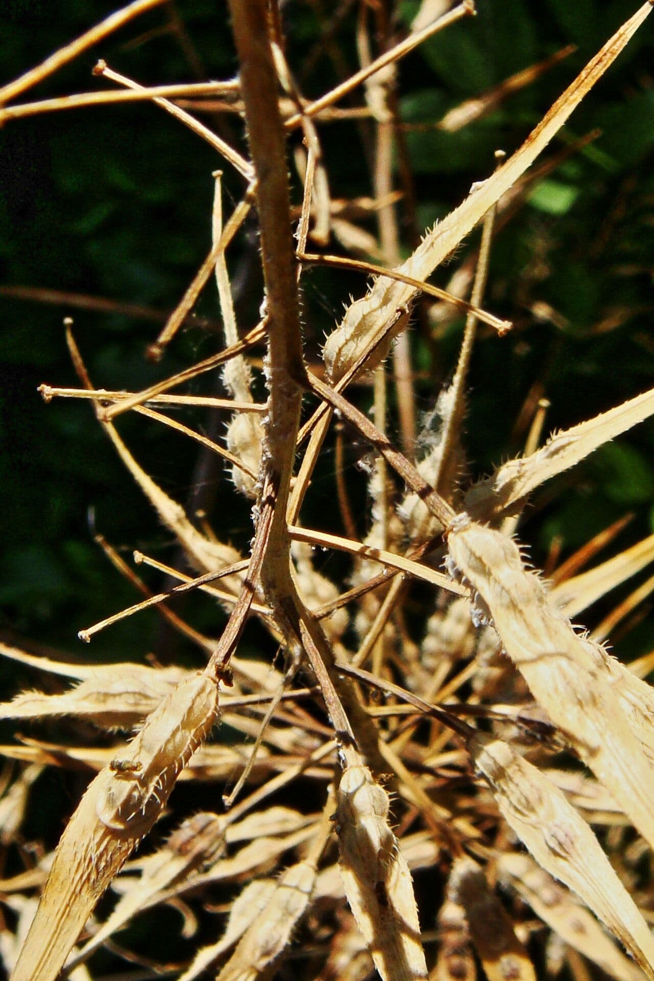 Senape bianca 4