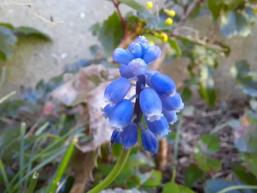 Muscari azzurro 7