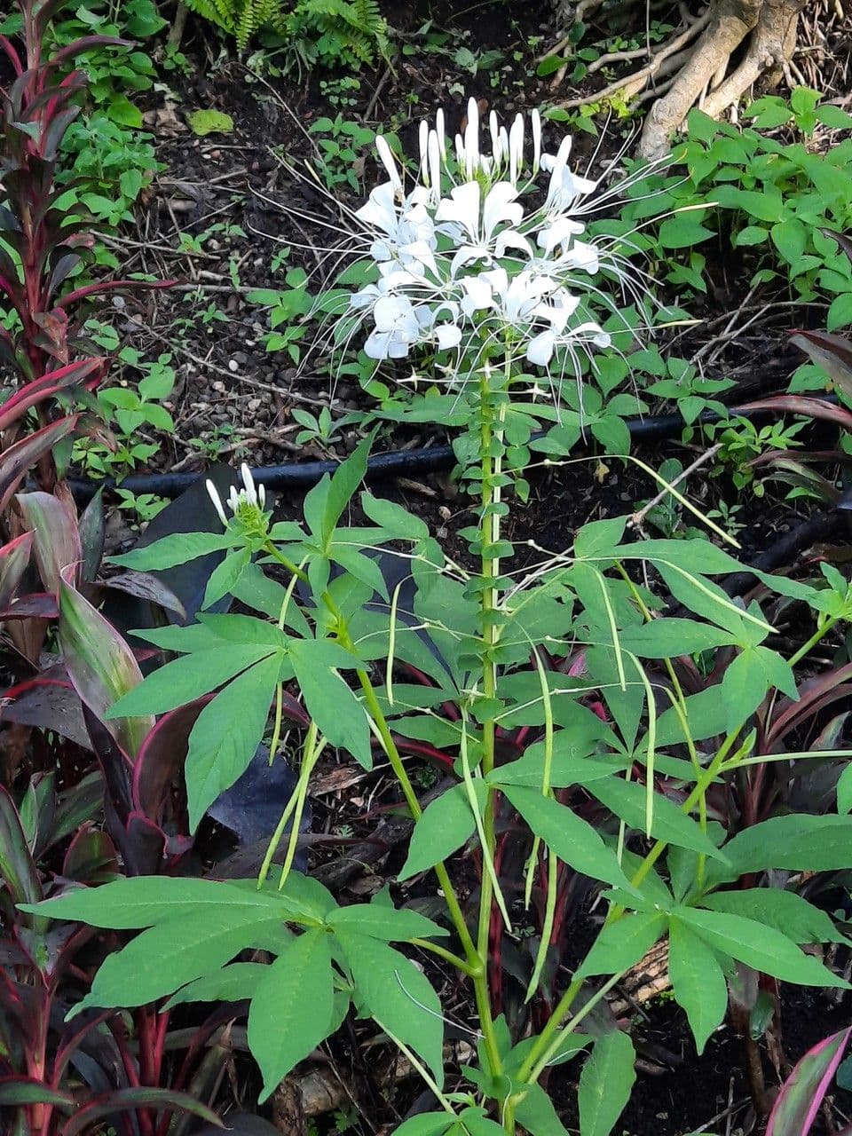 Cleome 15