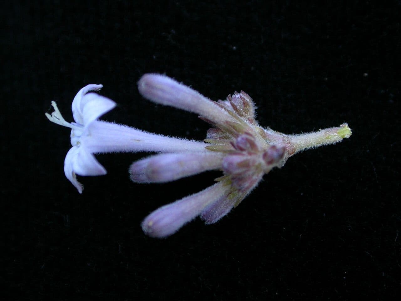Spermadictyon 4