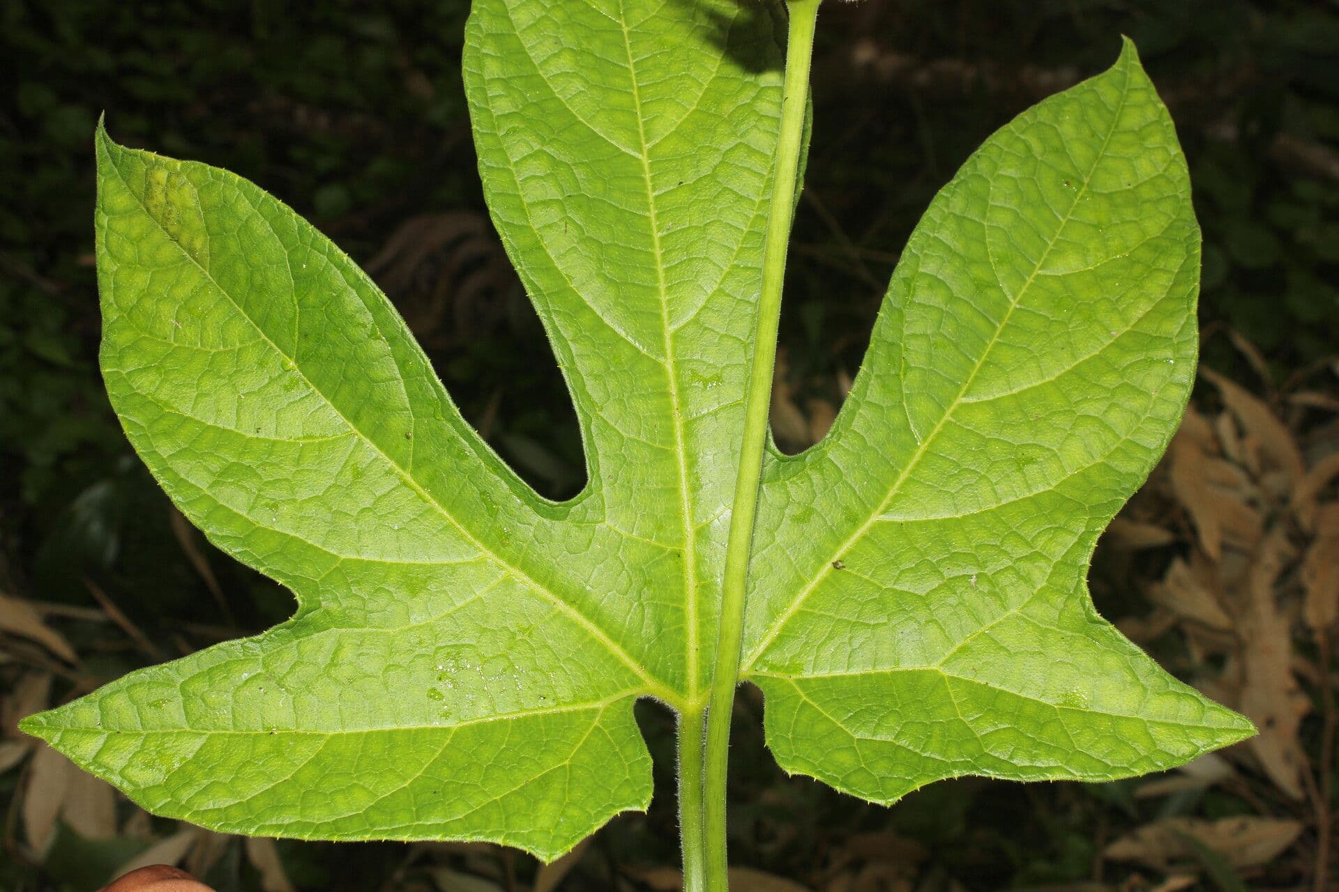 Cetriolo della giungla 13