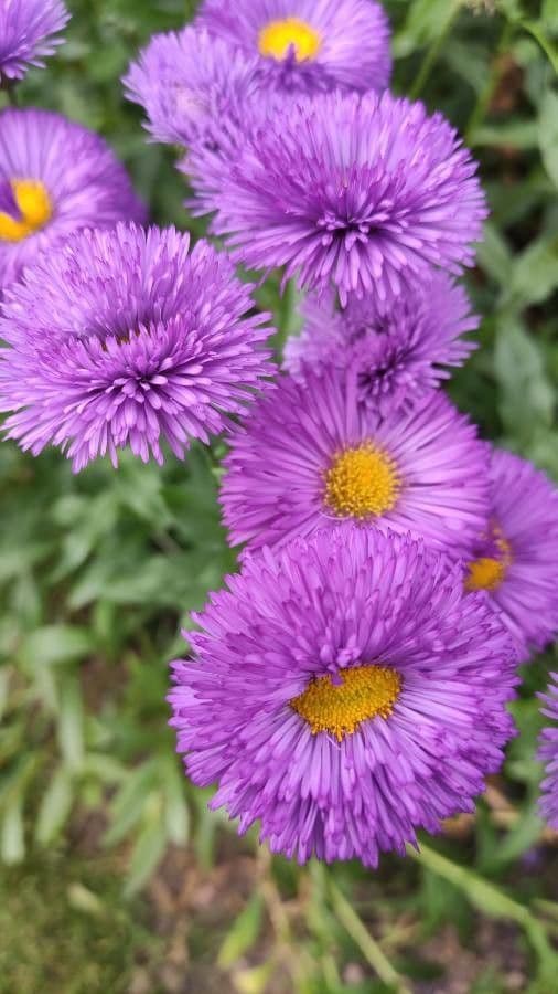 Fleabane piękny 26