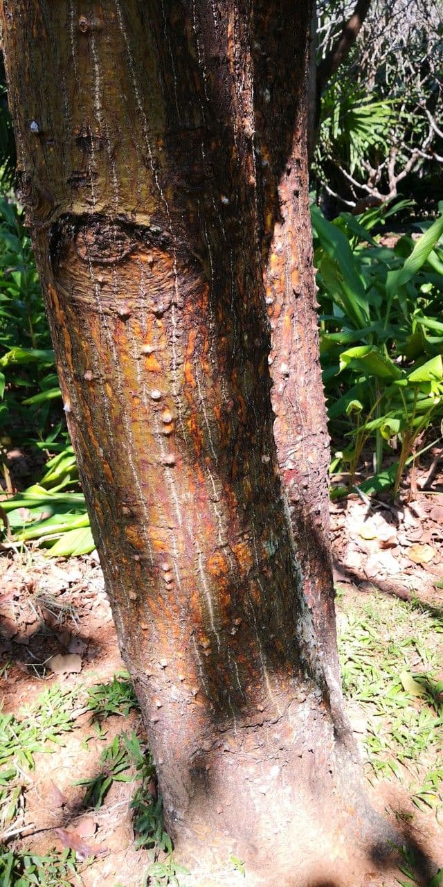 Korallenbaum 6