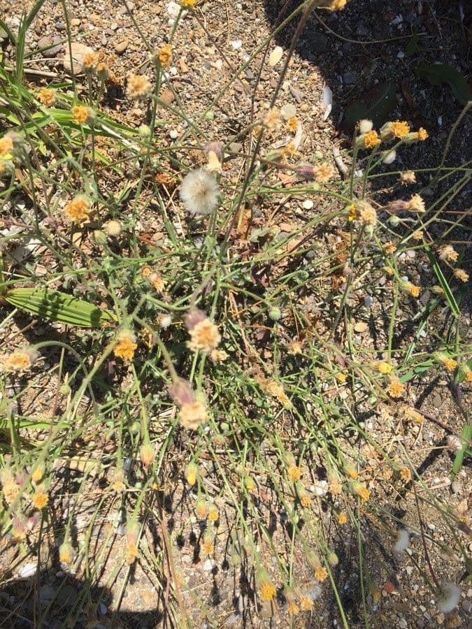 Bebbia juncea 10