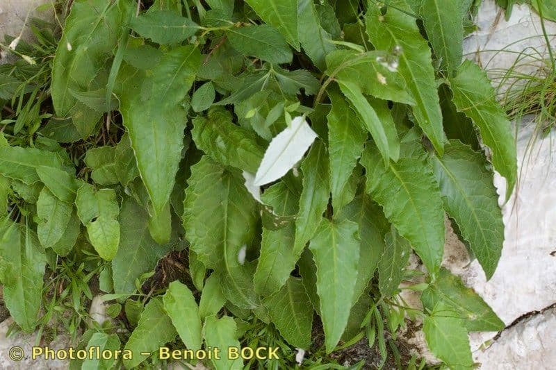 Saussurea discolor 18