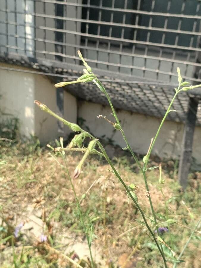 Tabaco de plomo 6
