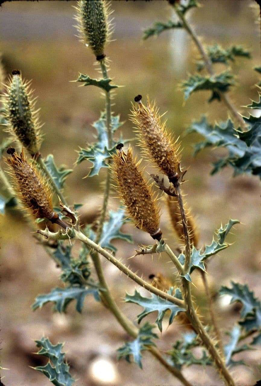 Stacheldistel 5