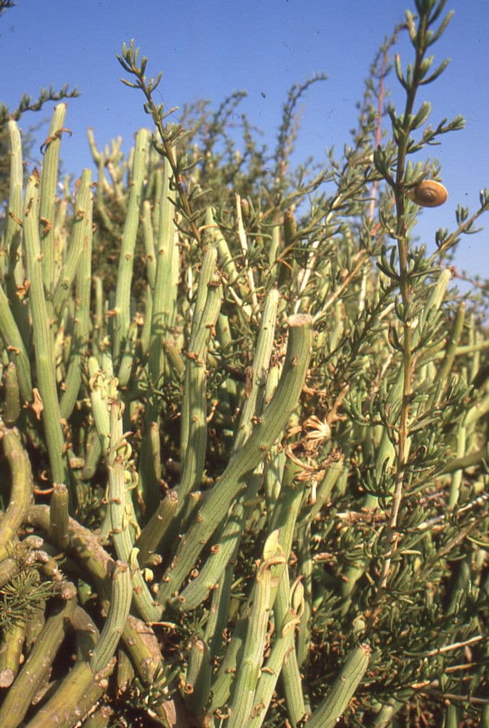 Kleinia anteuphorbium 13