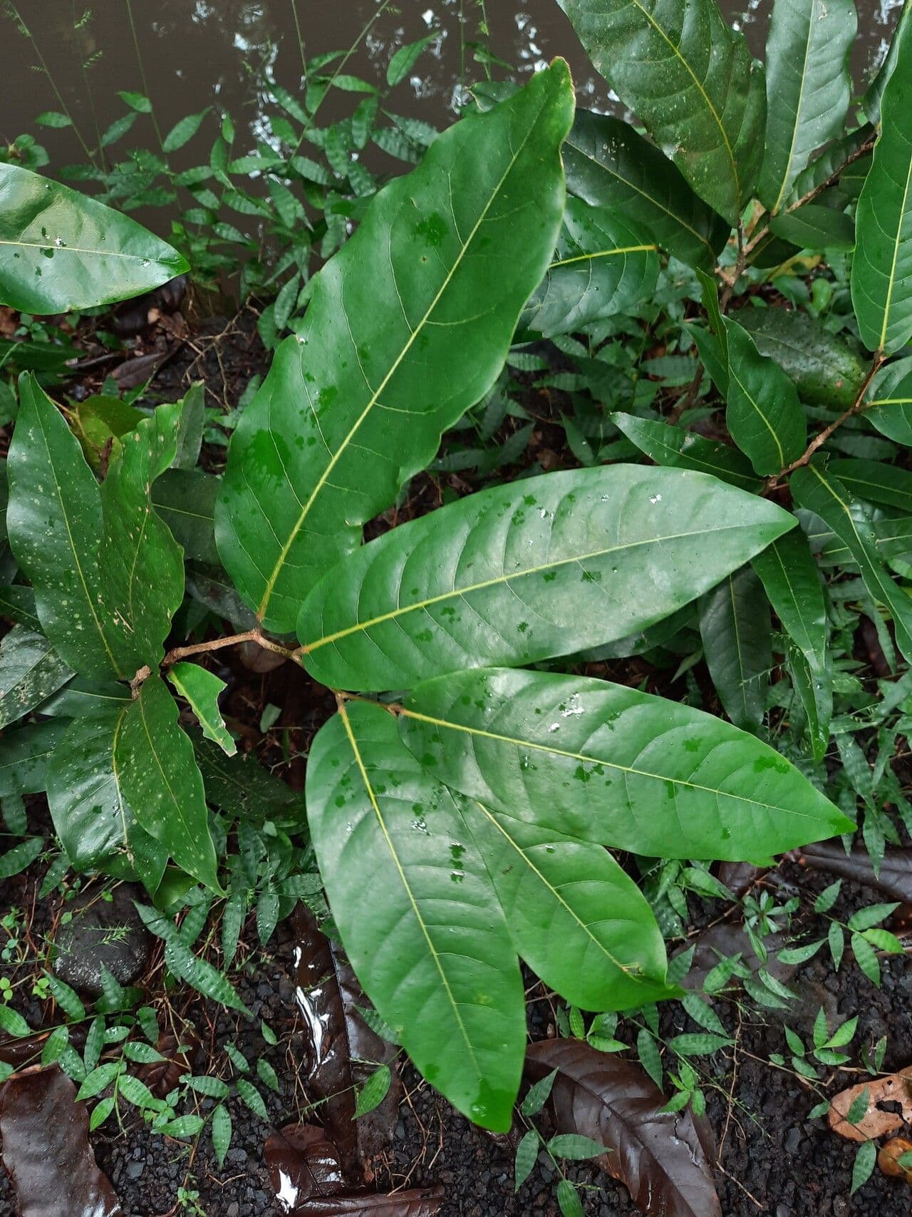 Inocarpus 9