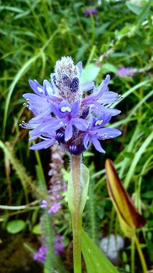 Pontederia 8