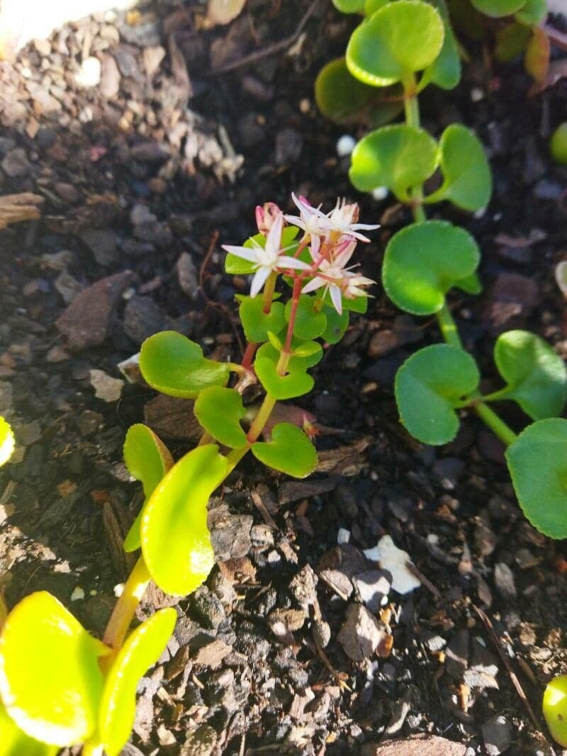 Crassula 5