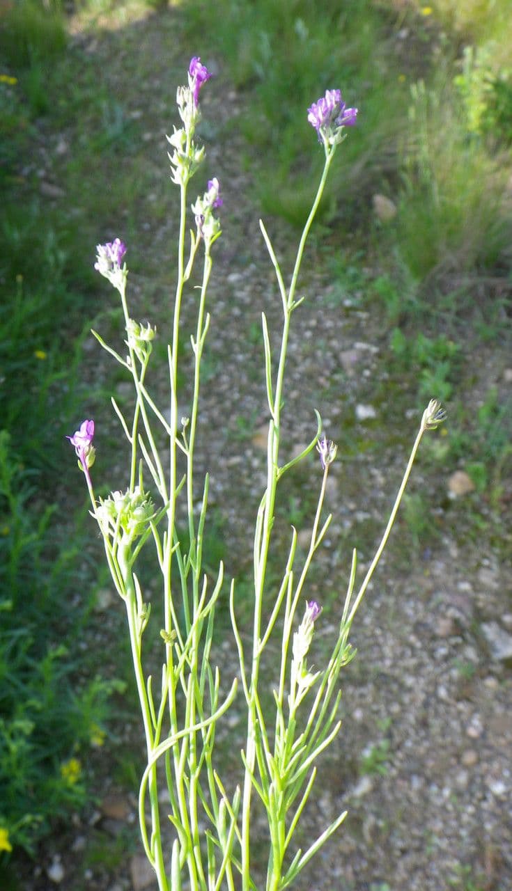 Lenec pelisseriana 10