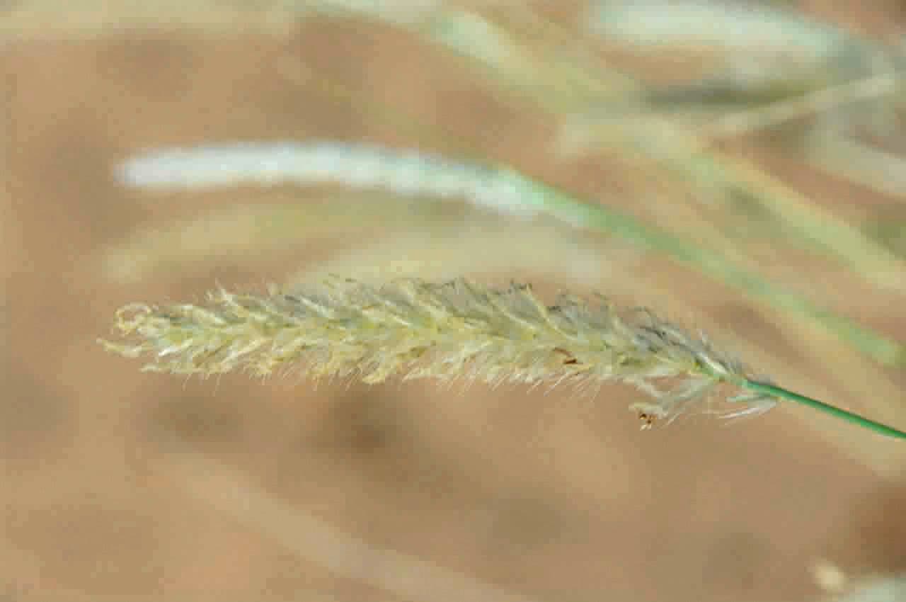 Cenchrus divisus 3
