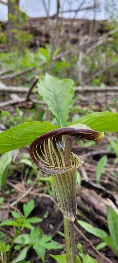 Arisema trójlistna 7