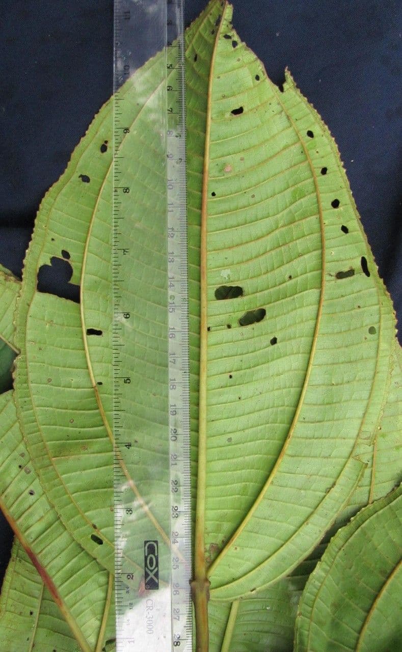 Miconia 8
