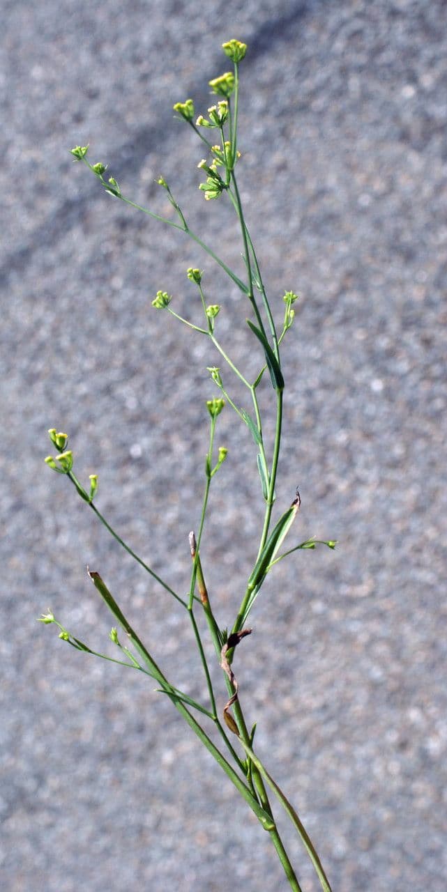 Bupleurum 13