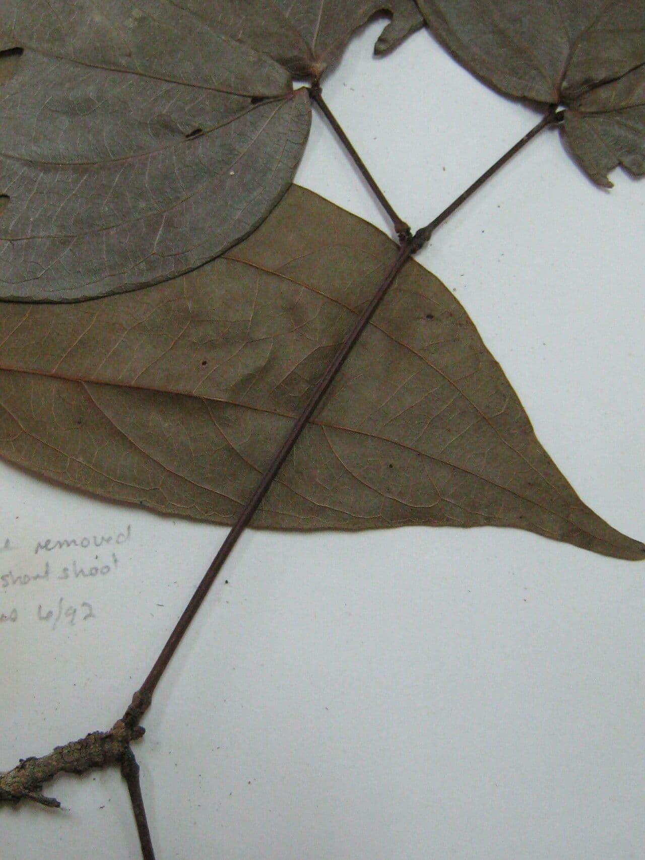 Calliandra 6