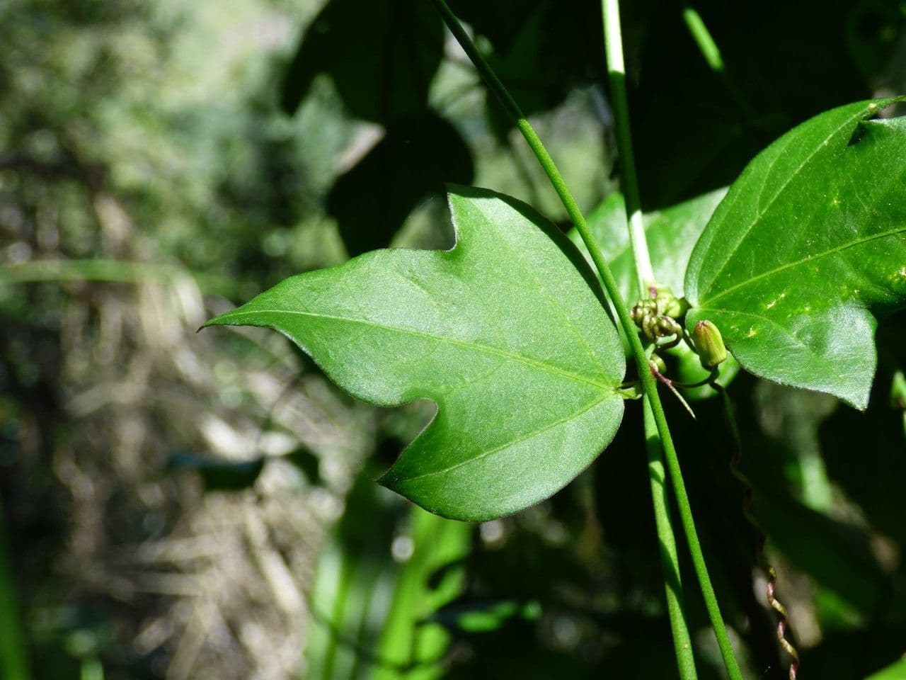 Passiflora suberosa 19