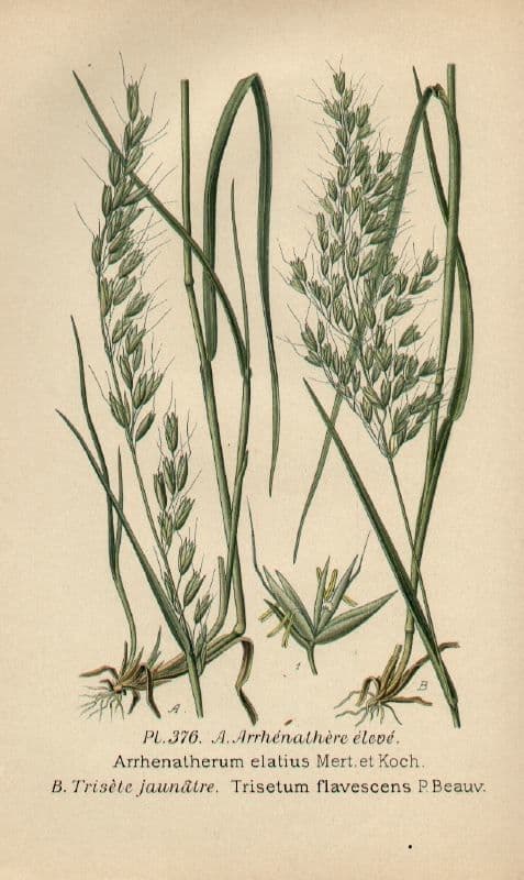 Triseto giallastro 23