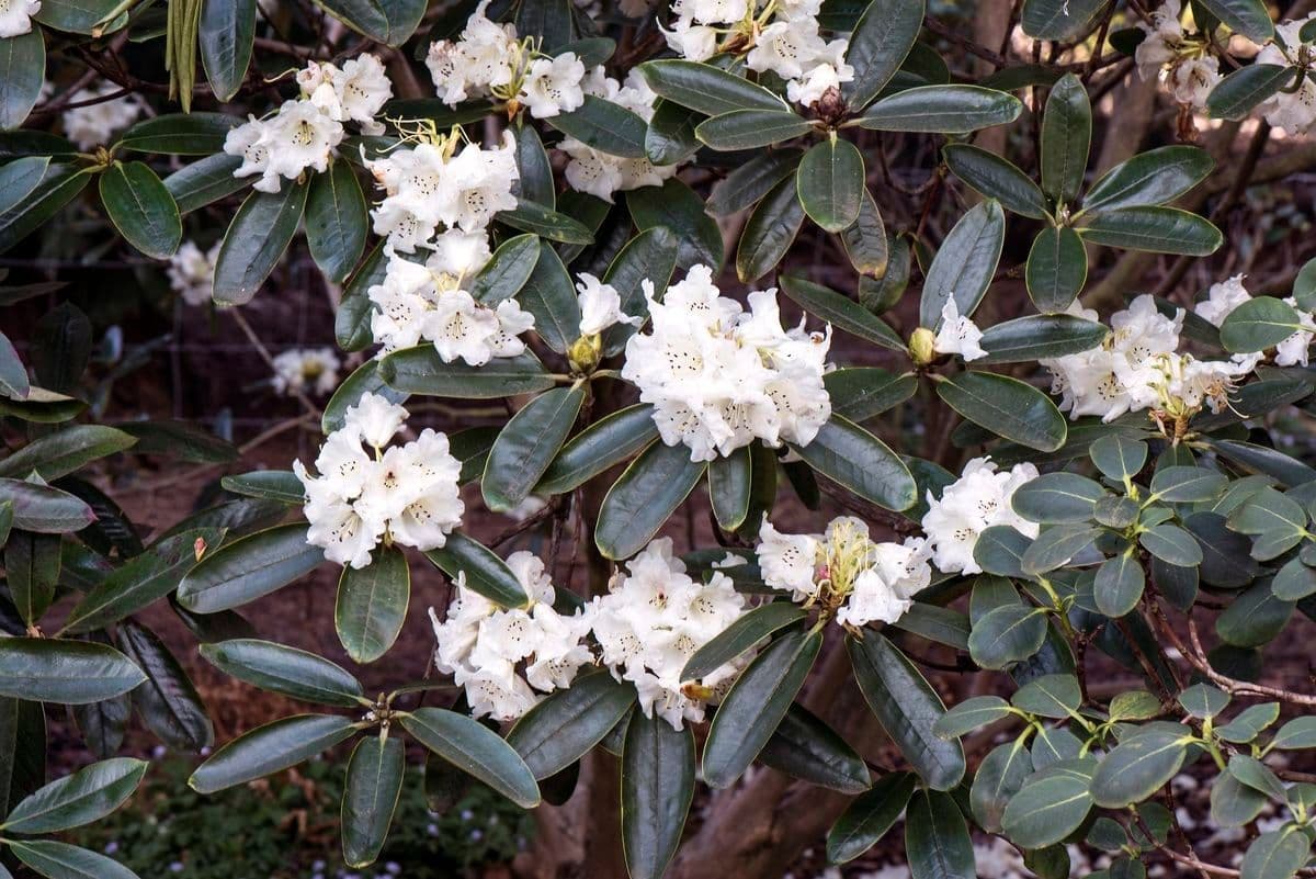Rododendro 3