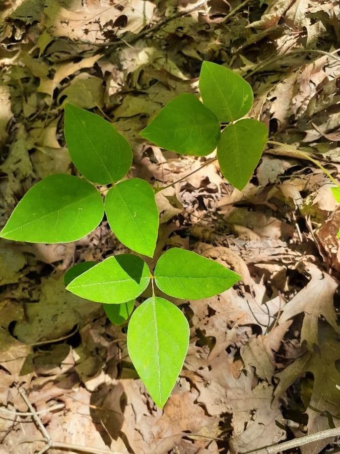 Amphicarpaea bracteata 15