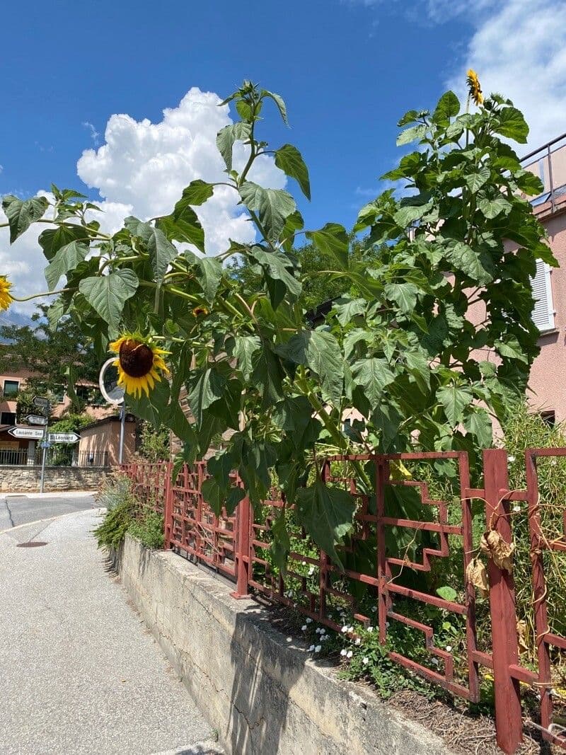 Tournesol géant 10