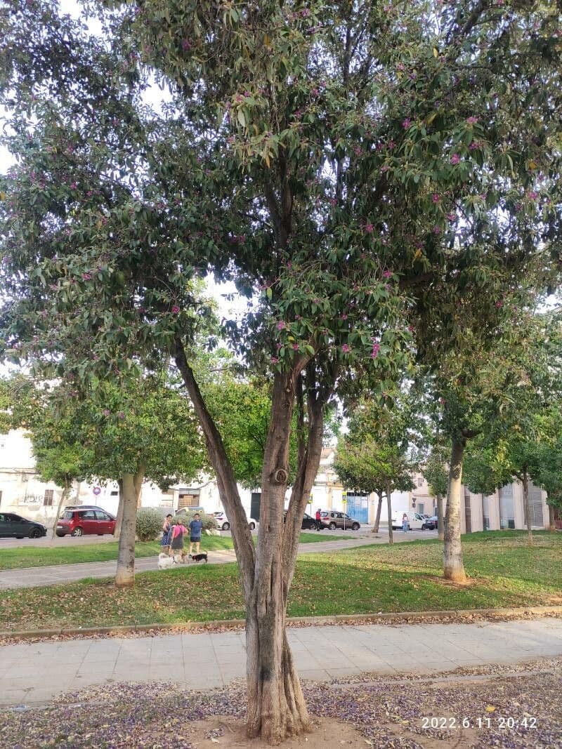 Juckbaum 25