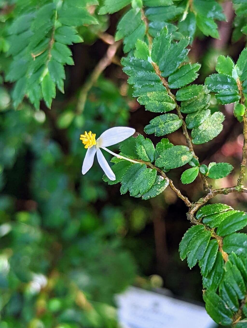Fuchsie-Begonie 5