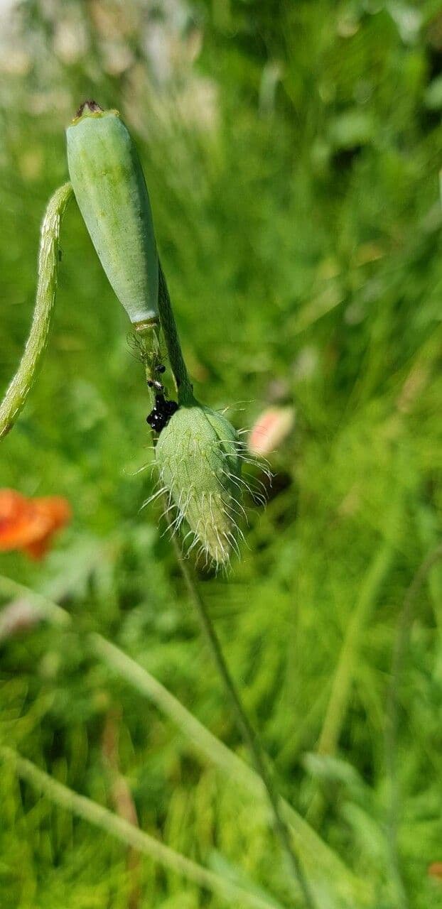 Saat-Mohn 29