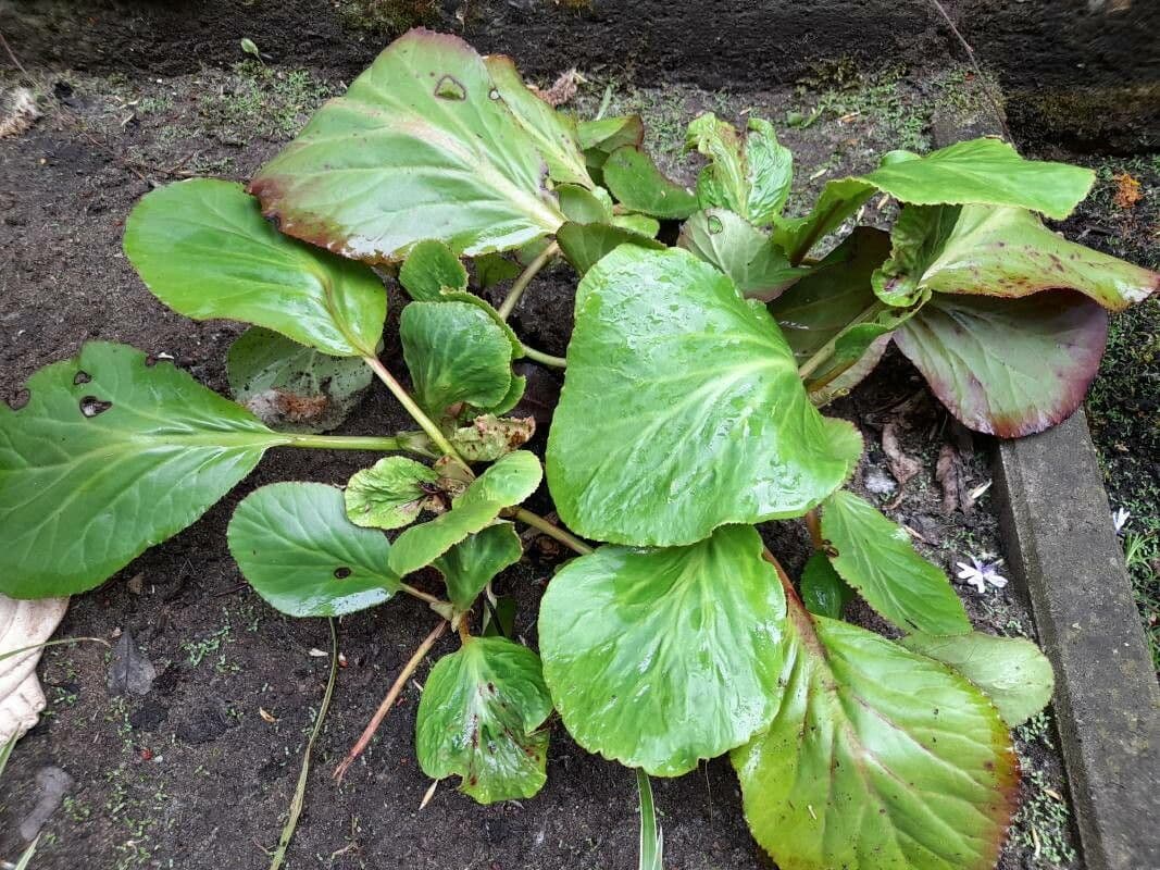 Bergenia Stracheya 7