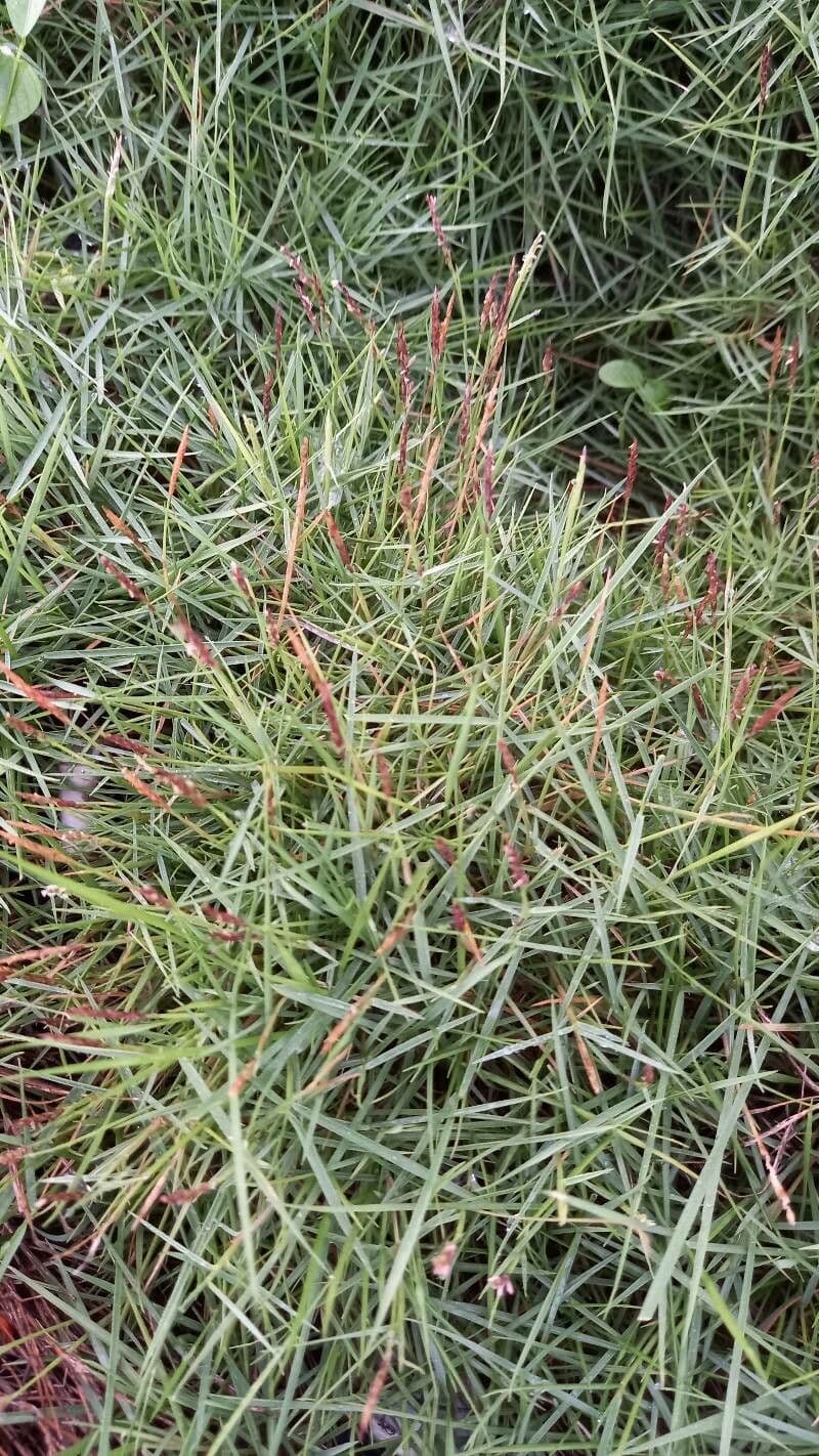 Zoysia 3