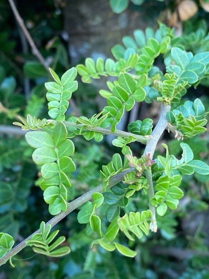 Haplocoelum 7