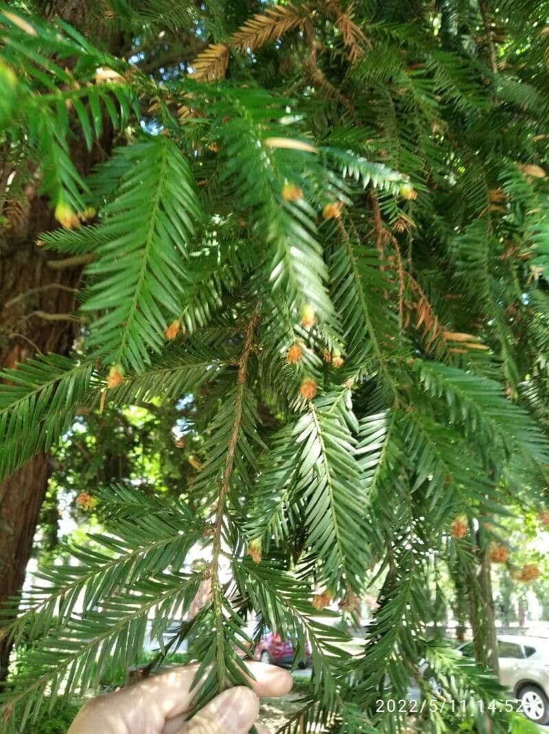 Sequoia sempreverde 8