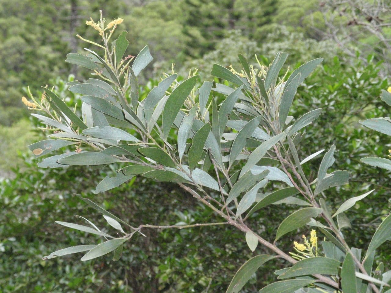 Acacia 18