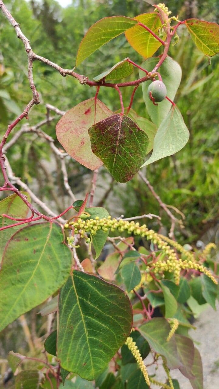 Homalanthus populifolius 11
