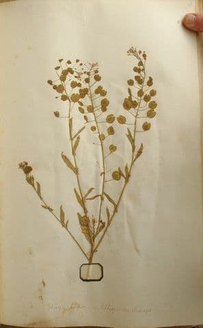 Erba storna comune 27