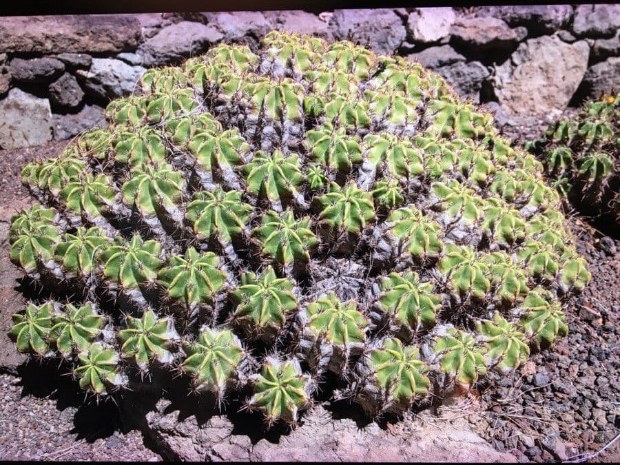 Ferocactus 7