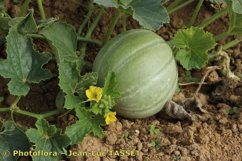Melon 28