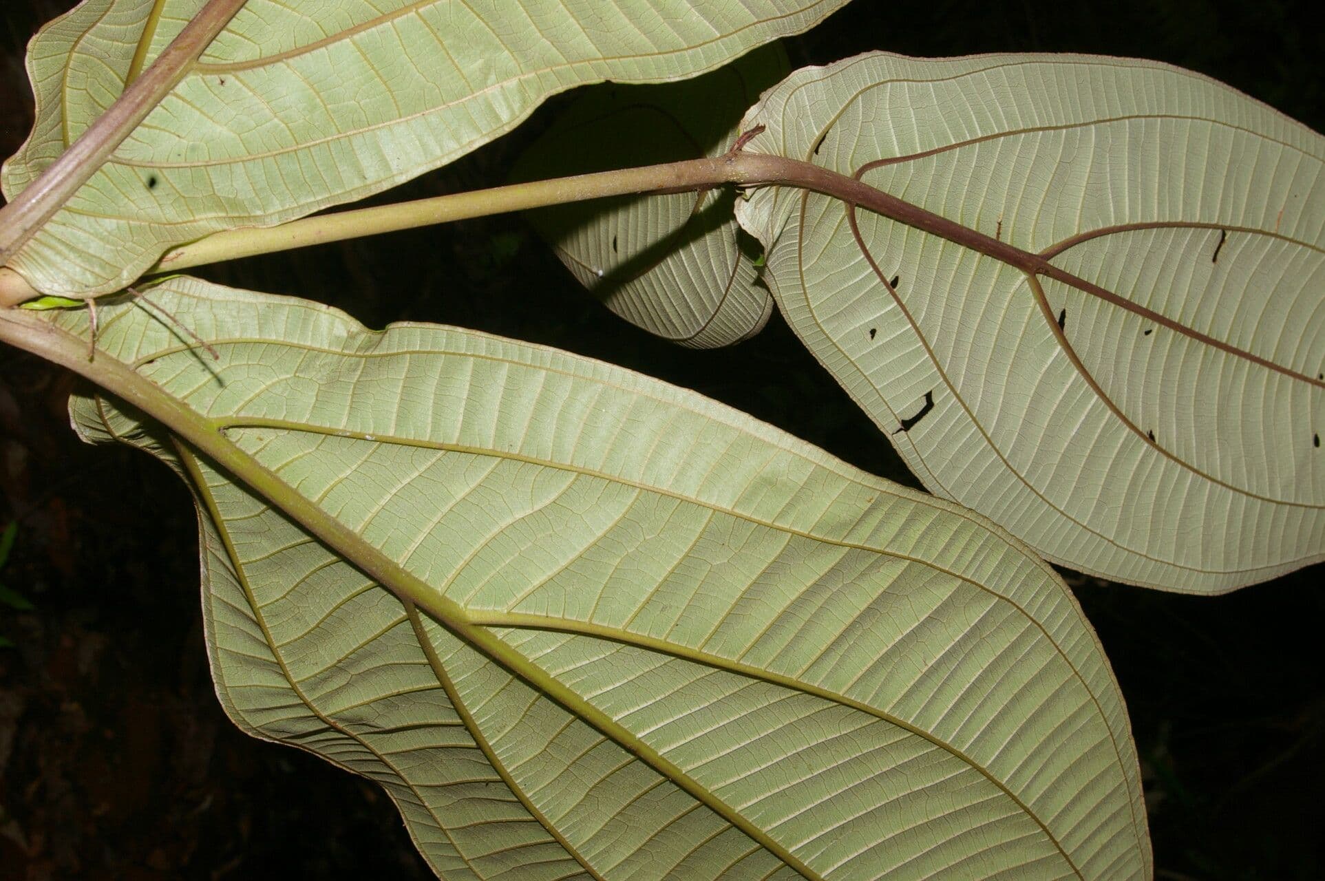Miconia 2