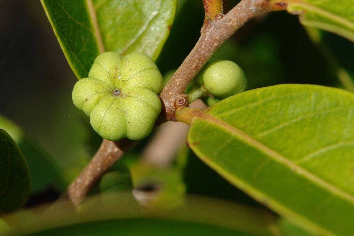 Phyllanthus 3