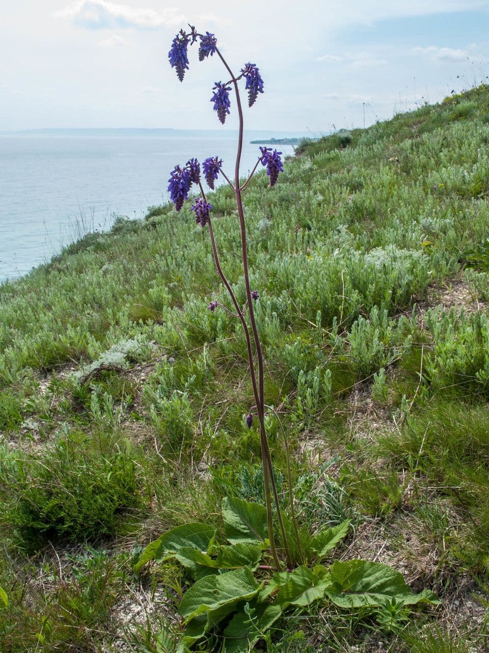 Salvia pendula 8