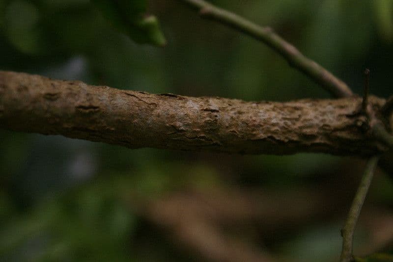 Ocotea 18