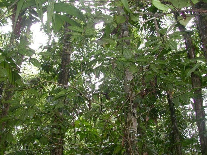 Miconia 11